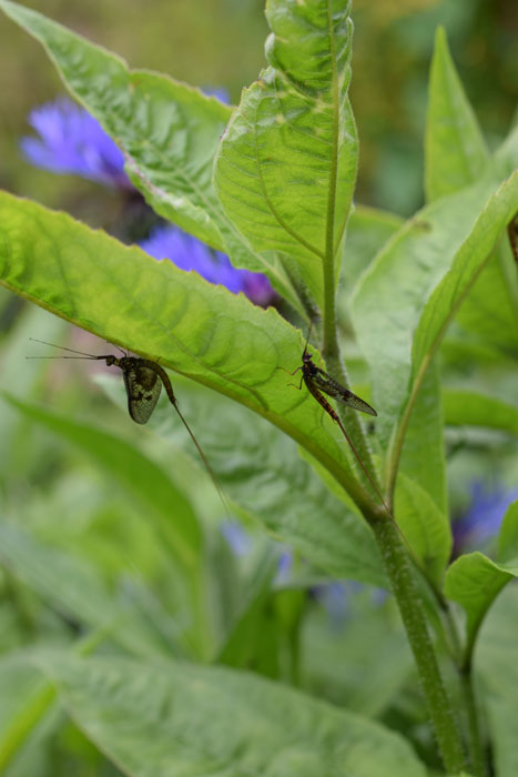 Mayflies